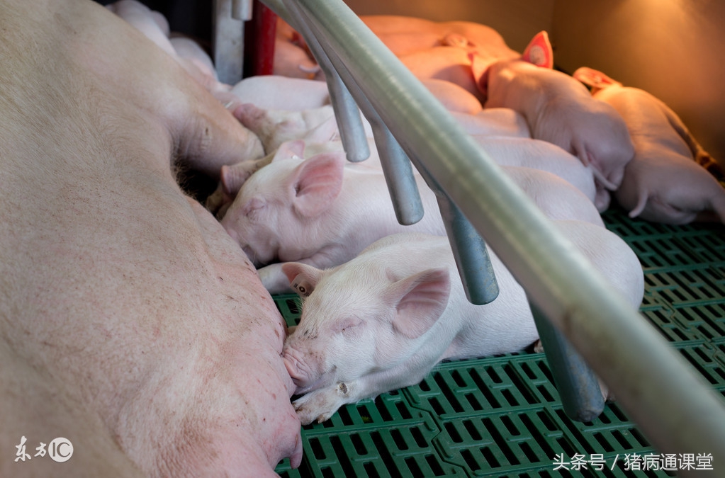 后备母猪卵巢囊肿的症状,母猪卵巢囊肿用什么药