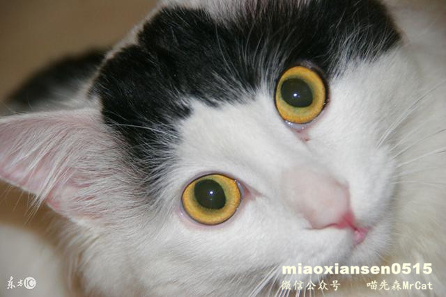 如何解决猫咪呕吐以及喵咪呕吐的原因