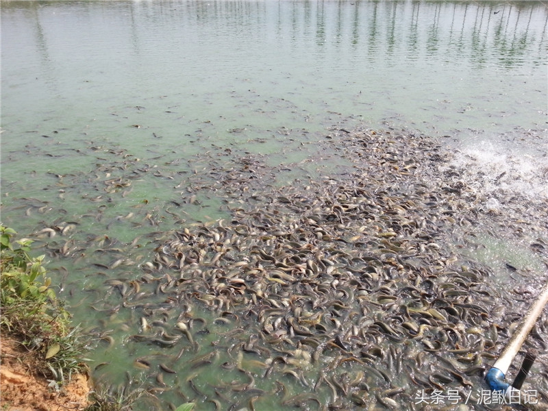 农村养泥鳅前景如何及方法,养泥鳅需要什么条件
