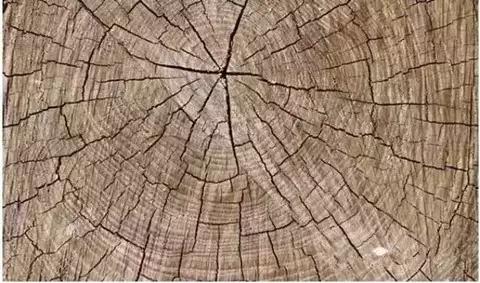 玩木头赚钱吗,玩木头能挣多少钱