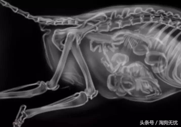 狗狗怀孕了你都不知道？先来学习狗狗怀孕知识吧！