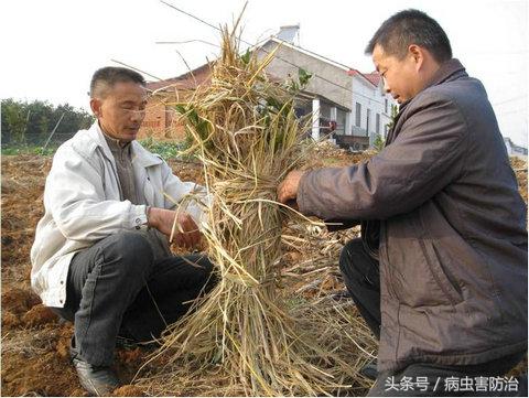 柑橘冻了还能补救吗,柑橘防寒抗冻吗