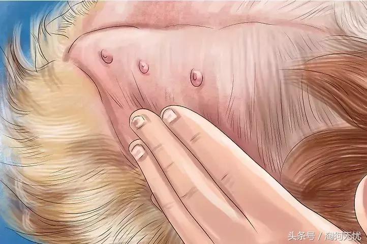 狗狗怀孕了你都不知道？先来学习狗狗怀孕知识吧！