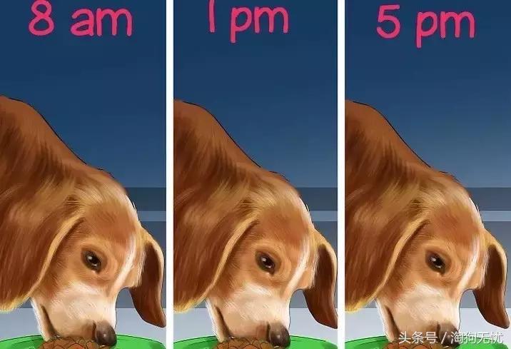 狗狗怀孕了你都不知道？先来学习狗狗怀孕知识吧！