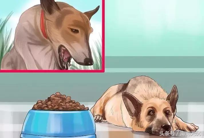 狗狗怀孕了你都不知道？先来学习狗狗怀孕知识吧！