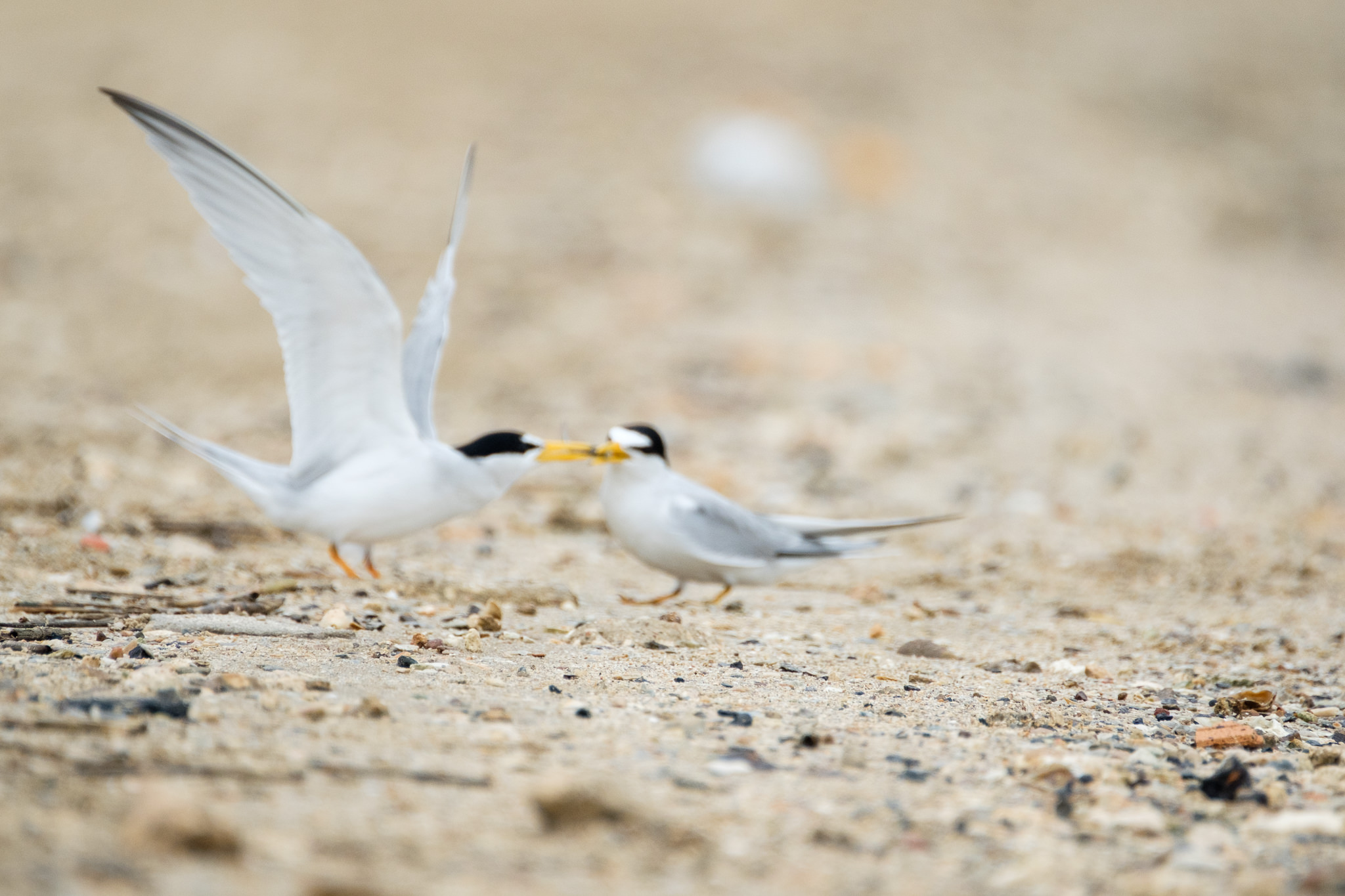 富士xt2拍摄效果如何,新手富士xt2摄影入门