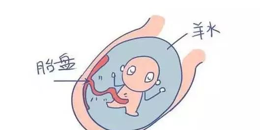 月安馨小课堂“羊水”为什么叫羊水呢？