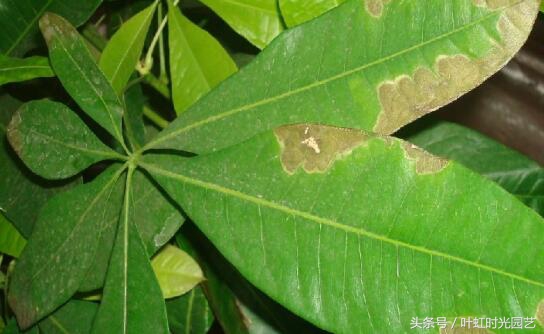 发财树长出许多小叶要去掉吗,发财树长了一片黑斑怎么办