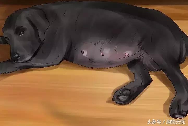 狗狗怀孕了你都不知道？先来学习狗狗怀孕知识吧！