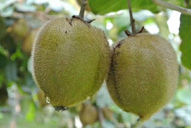 猕猴桃为什么又酸又涩,猕猴桃放软了还特别酸怎么回事