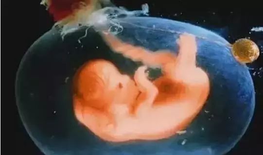 月安馨小课堂“羊水”为什么叫羊水呢？