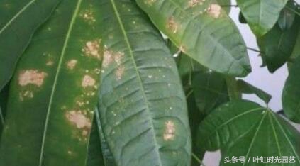 发财树长出许多小叶要去掉吗,发财树长了一片黑斑怎么办