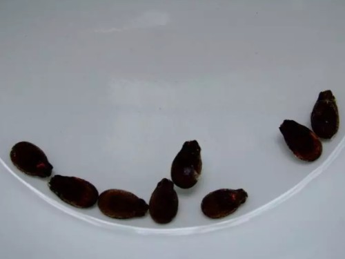 杈藉畞鍑犳湀鎾瑗跨摐,鍗楁柟瑗跨摐鍑犳湀鎾