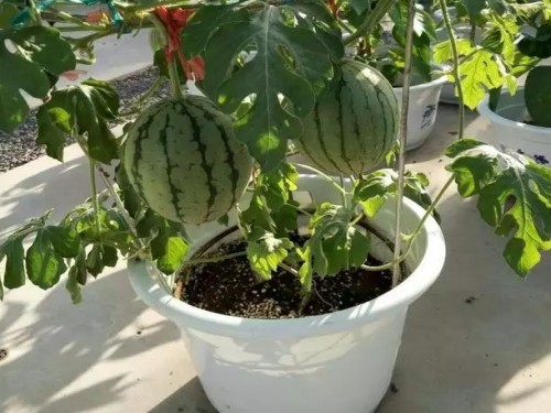 杈藉畞鍑犳湀鎾瑗跨摐,鍗楁柟瑗跨摐鍑犳湀鎾