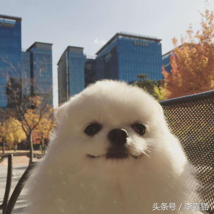 又是一只玩偶成精的汪星人，这甜美笑容简直萌到犯规！