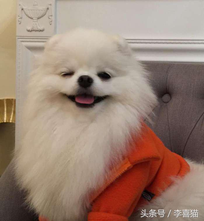 又是一只玩偶成精的汪星人，这甜美笑容简直萌到犯规！