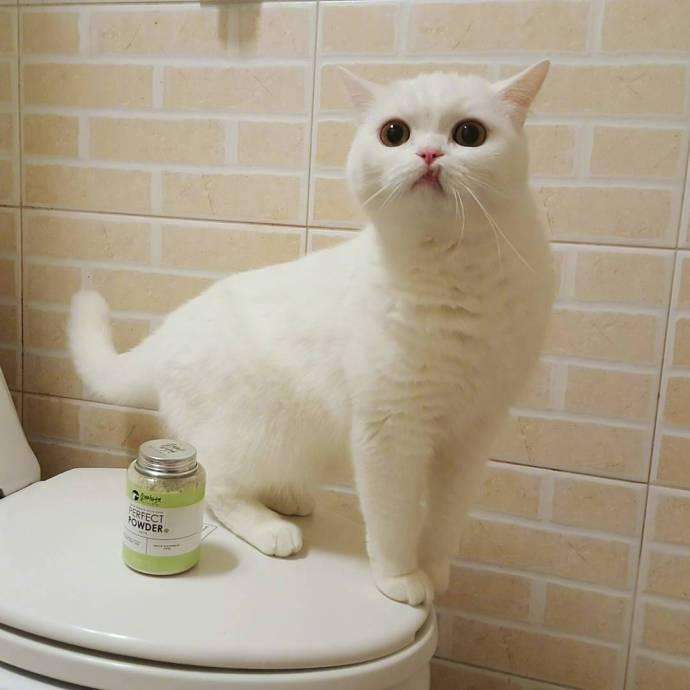 猫咪下犬齿长歪了,猫咪的下牙齿