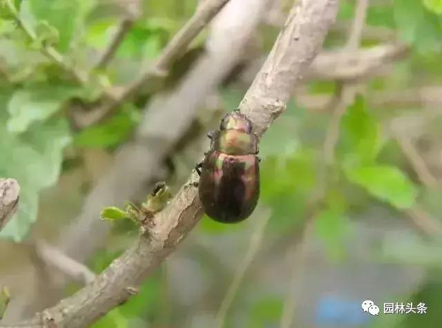 园林树木虫害防治方法及措施,园林虫害防治