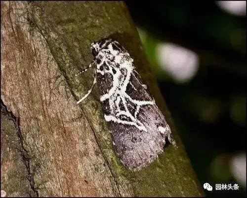 园林树木虫害防治方法及措施,园林虫害防治