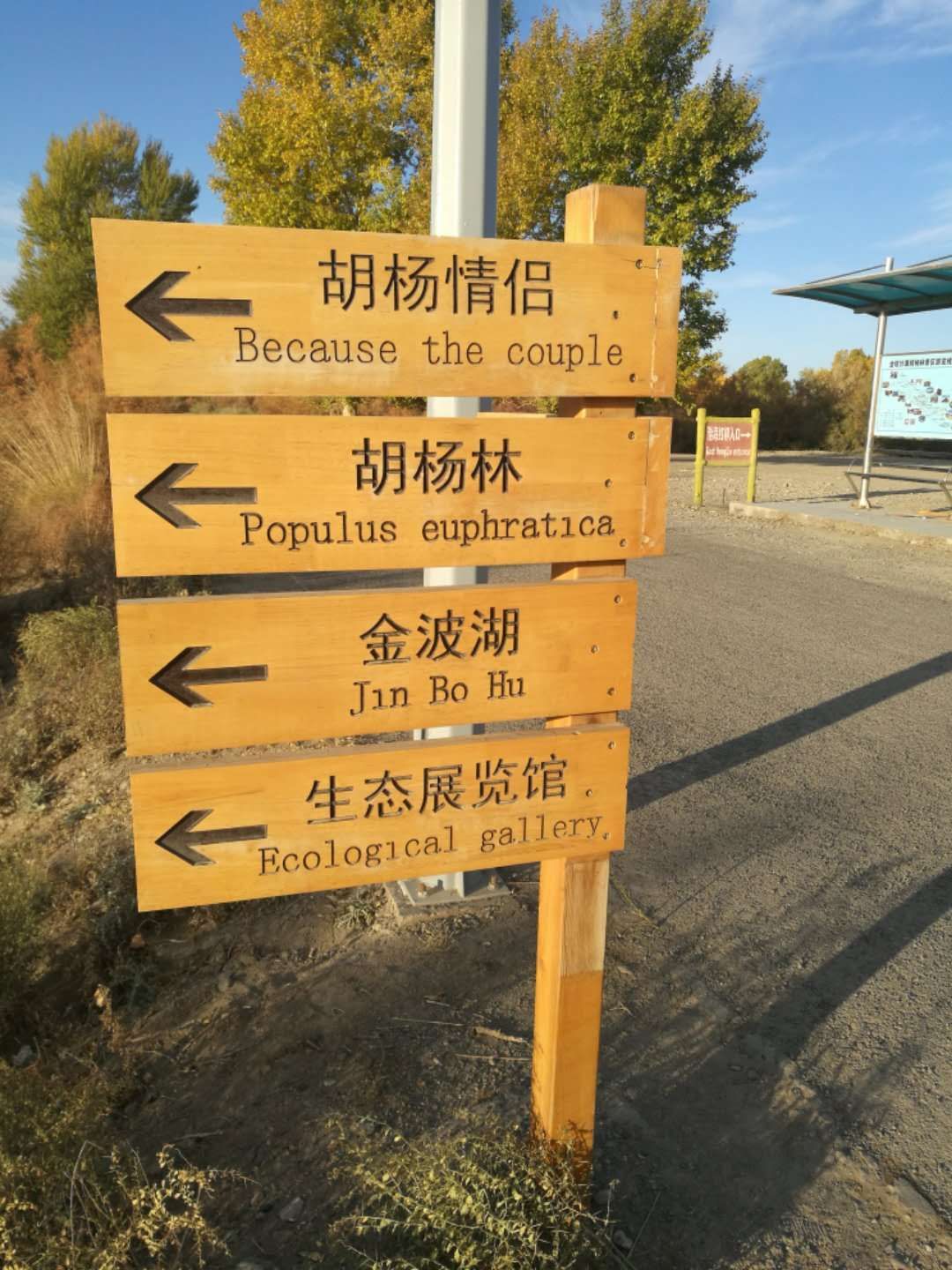 西北胡杨林旅游攻略,大西北环线胡杨林十日游