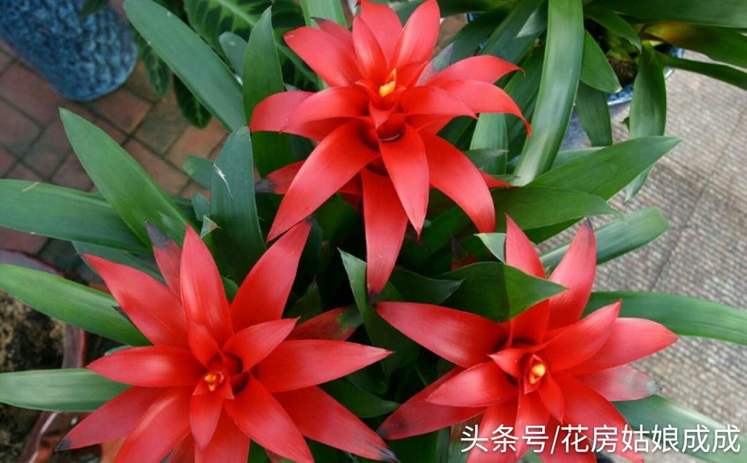 鸿运当头鱼好养还是锦鲤好养,鸿运当头室内养还是室外养