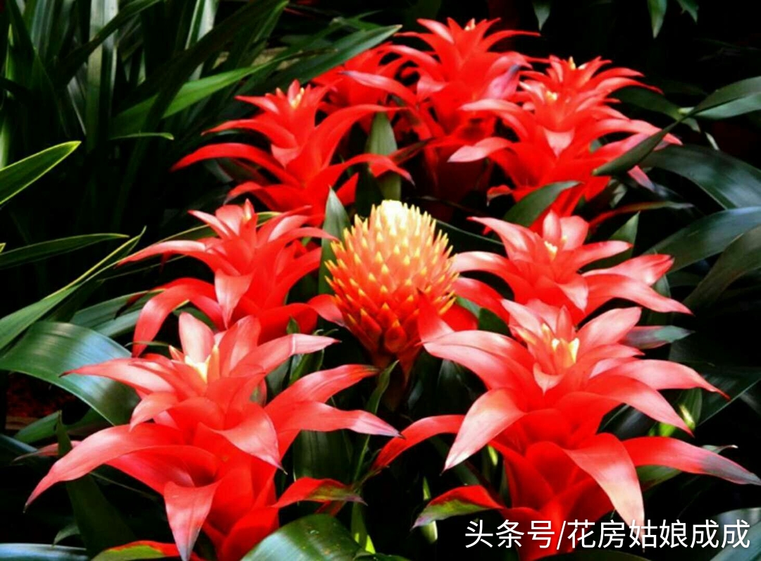 鸿运当头鱼好养还是锦鲤好养,鸿运当头室内养还是室外养