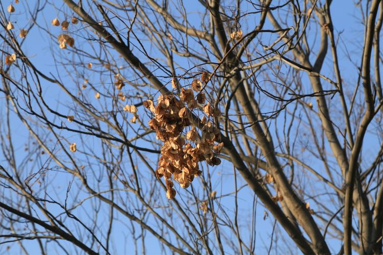 周一漫步隋唐植物园赏桃花,洛阳隋唐植物园春光
