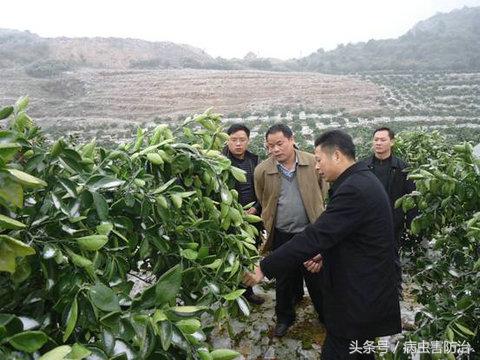 柑橘冻了还能补救吗,柑橘防寒抗冻吗