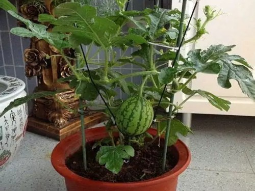 杈藉畞鍑犳湀鎾瑗跨摐,鍗楁柟瑗跨摐鍑犳湀鎾