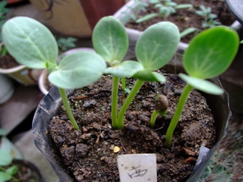 杈藉畞鍑犳湀鎾瑗跨摐,鍗楁柟瑗跨摐鍑犳湀鎾