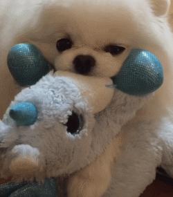 又是一只玩偶成精的汪星人，这甜美笑容简直萌到犯规！