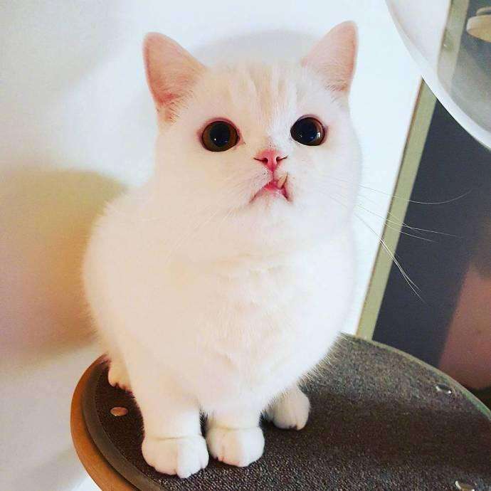 猫咪下犬齿长歪了,猫咪的下牙齿