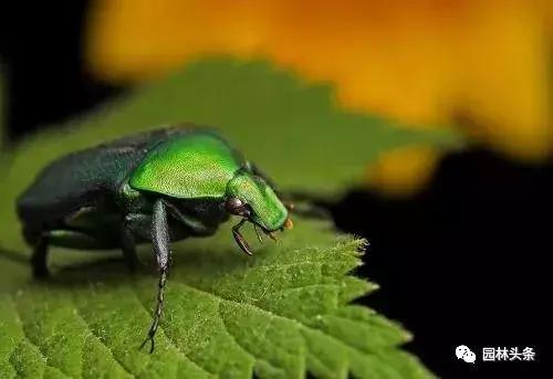 园林树木虫害防治方法及措施,园林虫害防治