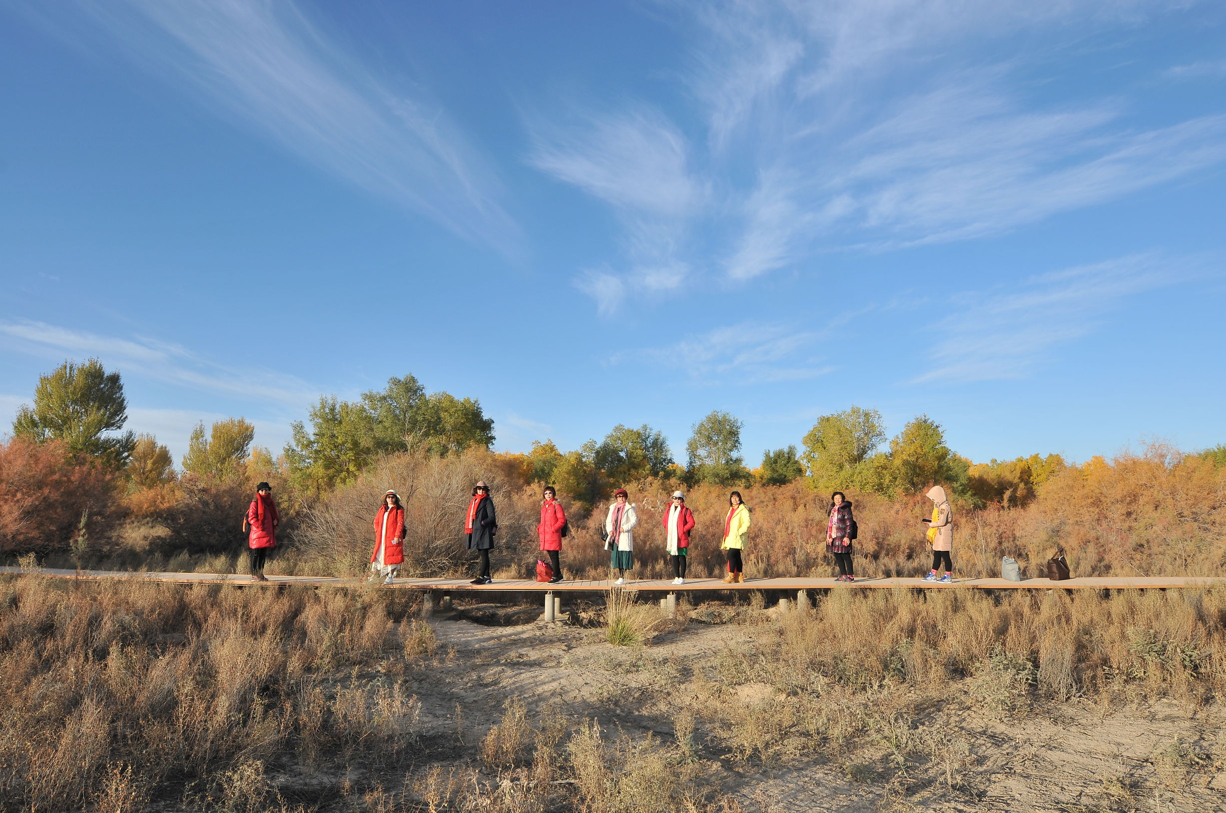 西北胡杨林旅游攻略,大西北环线胡杨林十日游