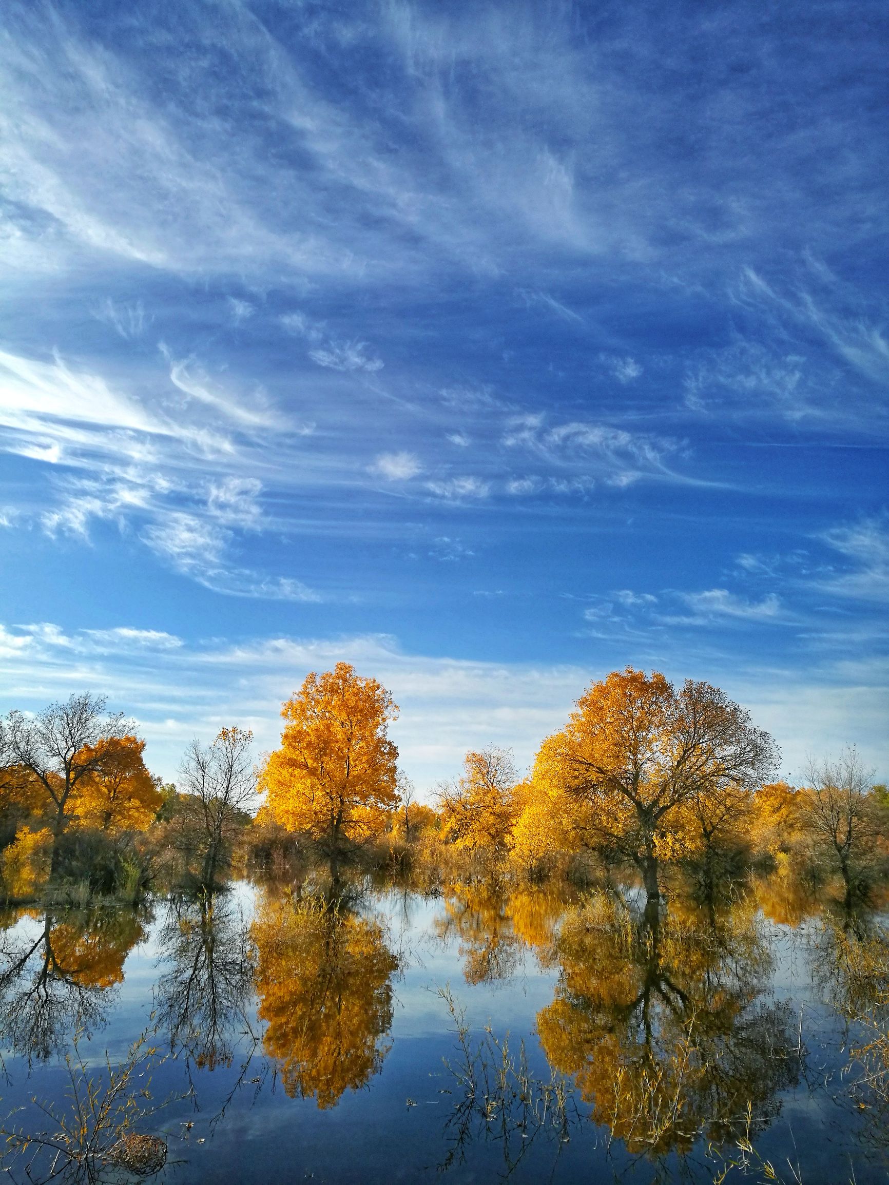 西北胡杨林旅游攻略,大西北环线胡杨林十日游