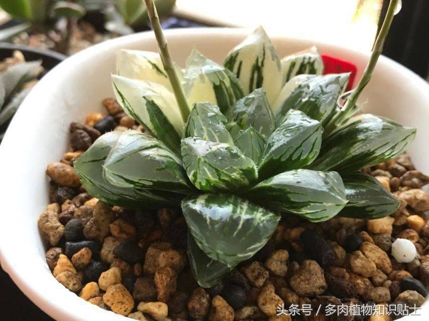 阳台玉露选土,玉露阳台养殖方法