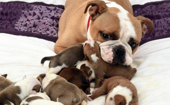 小狗生病治疗费,小狗花了40万治病