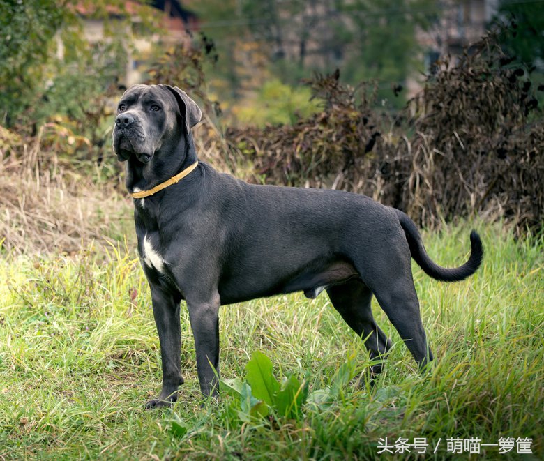 世界上体型最大的狗狗图片,世界上最威猛的狗狗排名