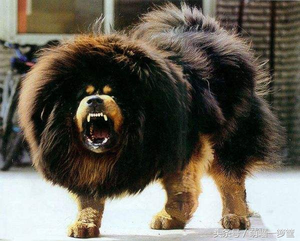 世界上体型最大的狗狗图片,世界上最威猛的狗狗排名