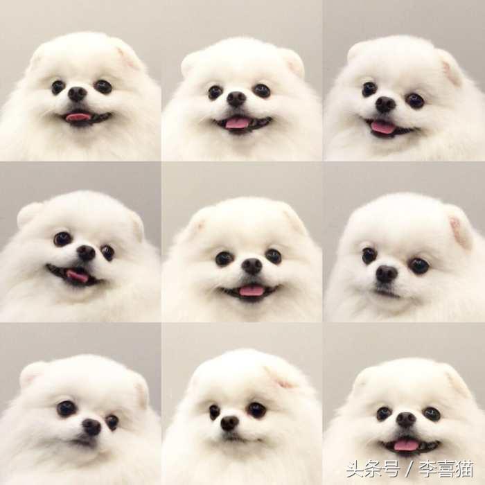 又是一只玩偶成精的汪星人，这甜美笑容简直萌到犯规！