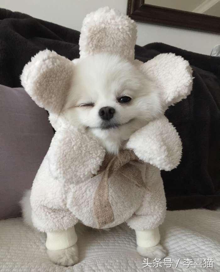 又是一只玩偶成精的汪星人，这甜美笑容简直萌到犯规！