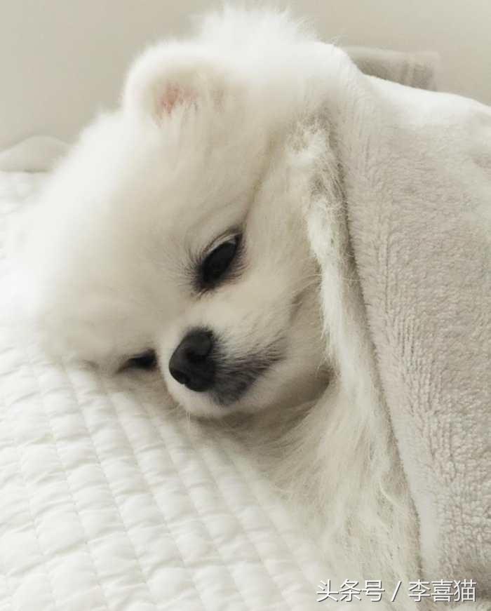 又是一只玩偶成精的汪星人，这甜美笑容简直萌到犯规！