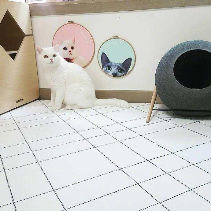 猫咪下犬齿长歪了,猫咪的下牙齿