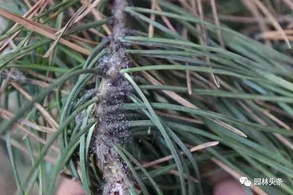 园林树木虫害防治方法及措施,园林虫害防治