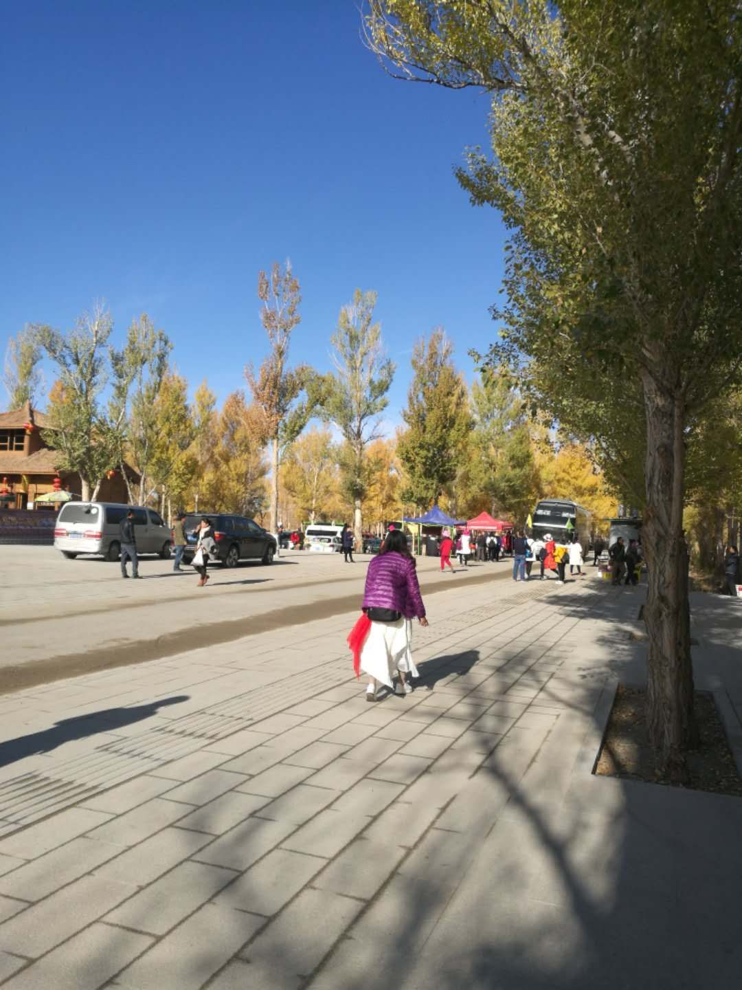 西北胡杨林旅游攻略,大西北环线胡杨林十日游