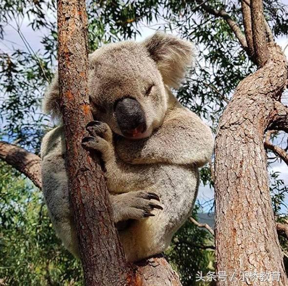 澳大利亚必买17种购物清单,去澳大利亚必买的清单