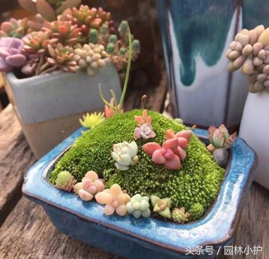 当多肉遇见雪,当多肉碰上鹦鹉