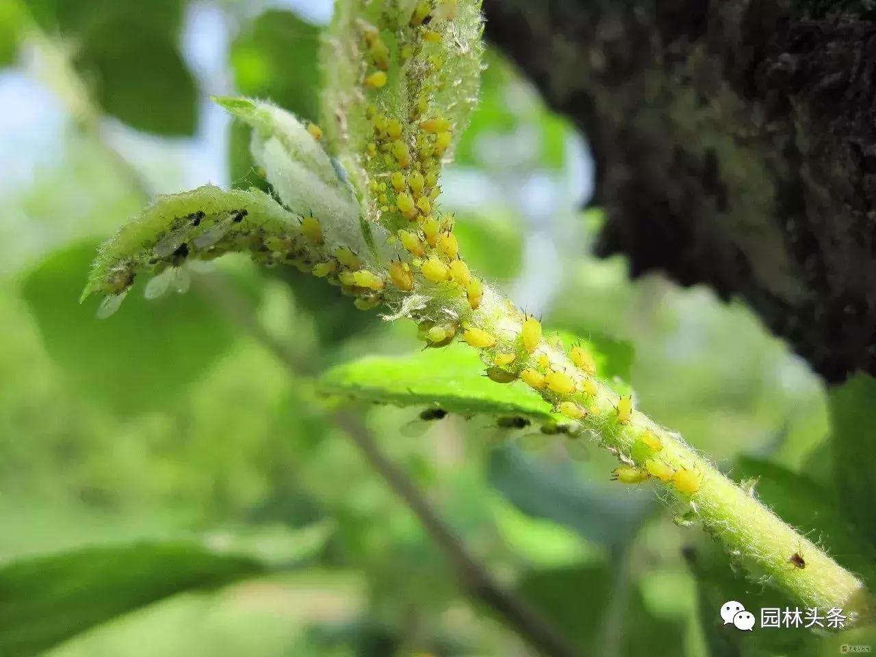 园林树木虫害防治方法及措施,园林虫害防治