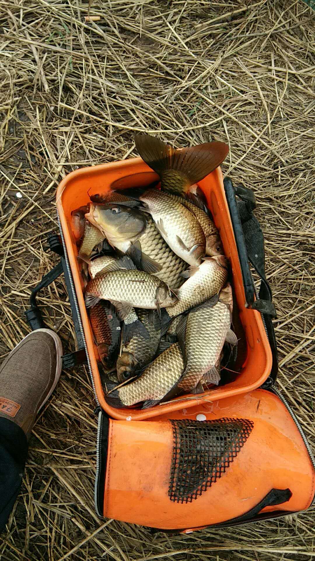 牛窝鲫做法,牛窝鲫鱼开饵教程