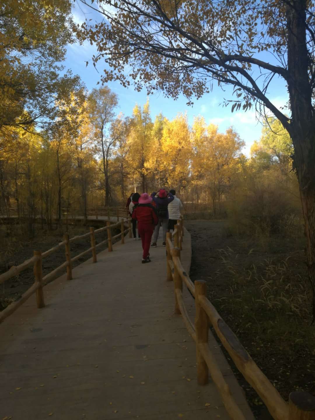 西北胡杨林旅游攻略,大西北环线胡杨林十日游